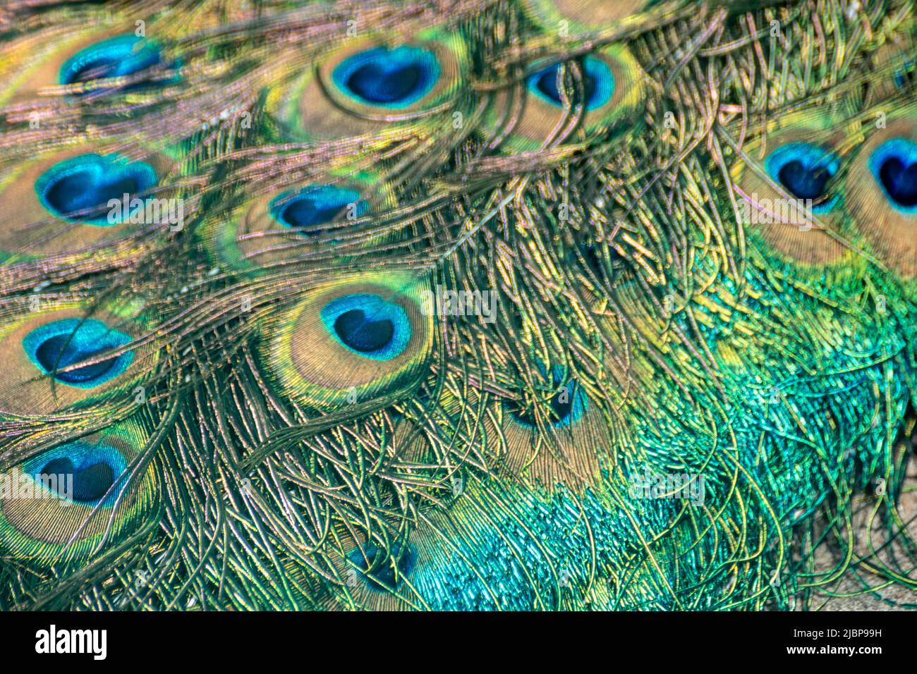 Blauer Pfau männlicher Pfau lange fächerähnliche Scheitelfedern farbenfrohe ornamentale Augenspots, Ocelli genannt, Mustermakro Stockfoto