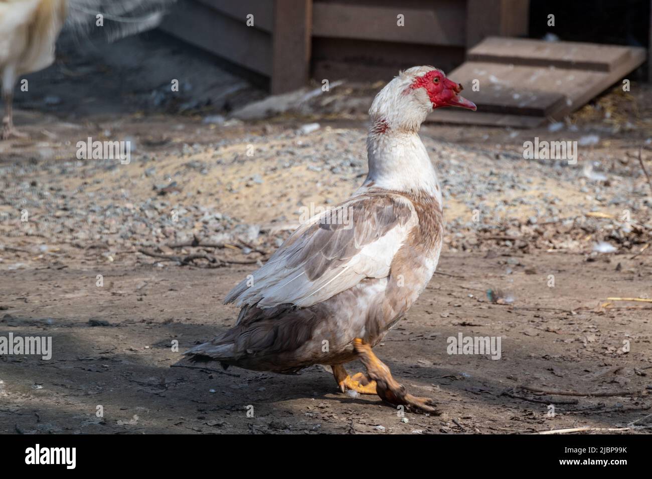 Weiße und braune Moskauer Ente (Cairina moschata) mit rotem Gesicht, die in der Vogelschau aus nächster Nähe läuft Stockfoto