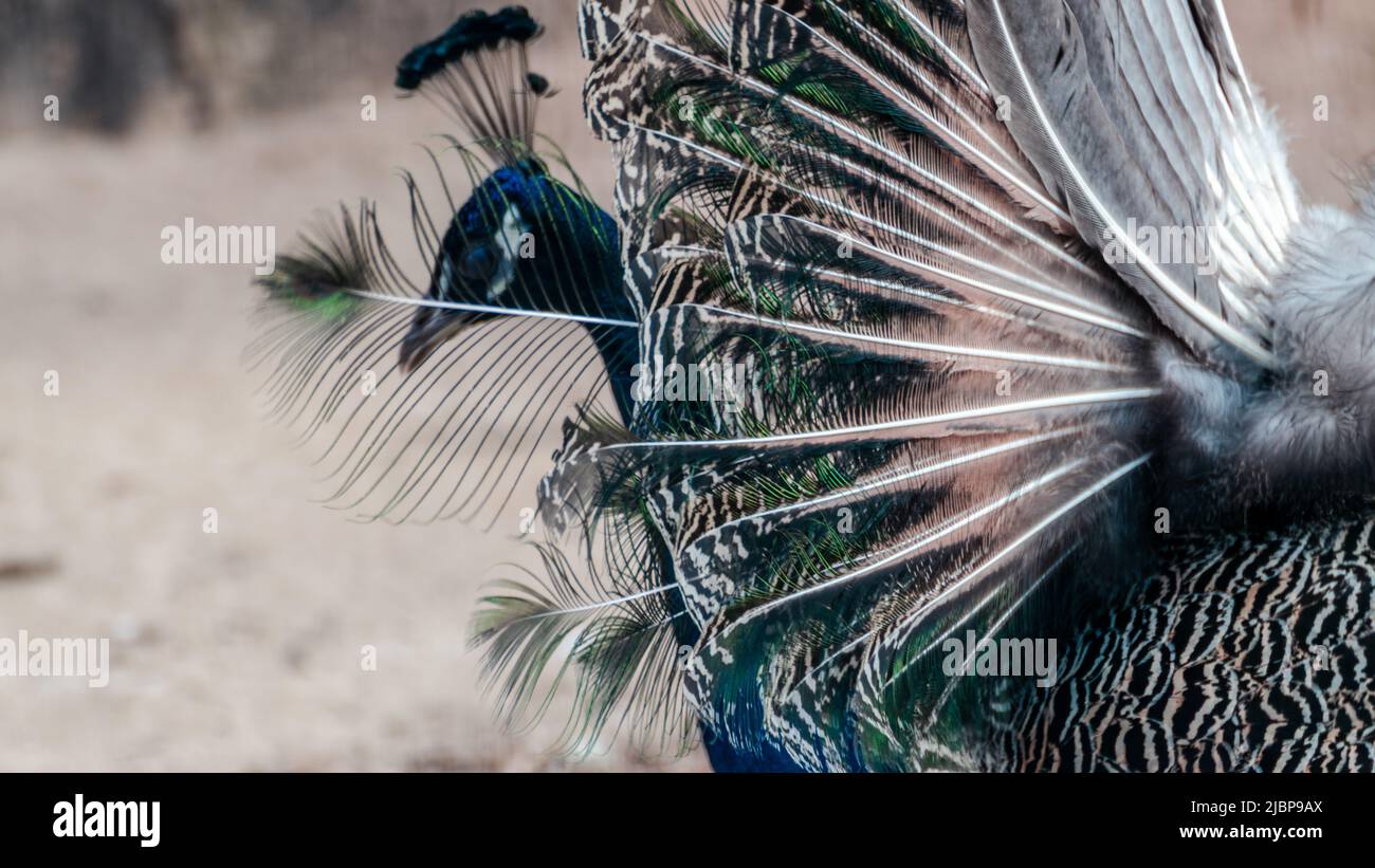 Blauer Pfau männlicher Pfau mit langen fächerähnlichen Scheitelfedern mit bunten Augenspangen anmutige Nahaufnahme auf verschwommenem Hintergrund Stockfoto
