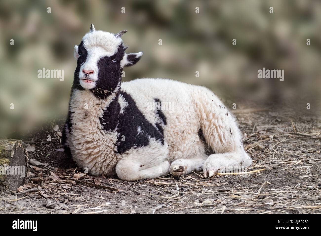 Liebenswert Baby Schaf Lamm mit schwarz und weiß flauschigen Fell sitzt auf dem Boden in einem Tierfarm Hof. Haustiere auf Ranch. Unscharfer Hintergrund Stockfoto