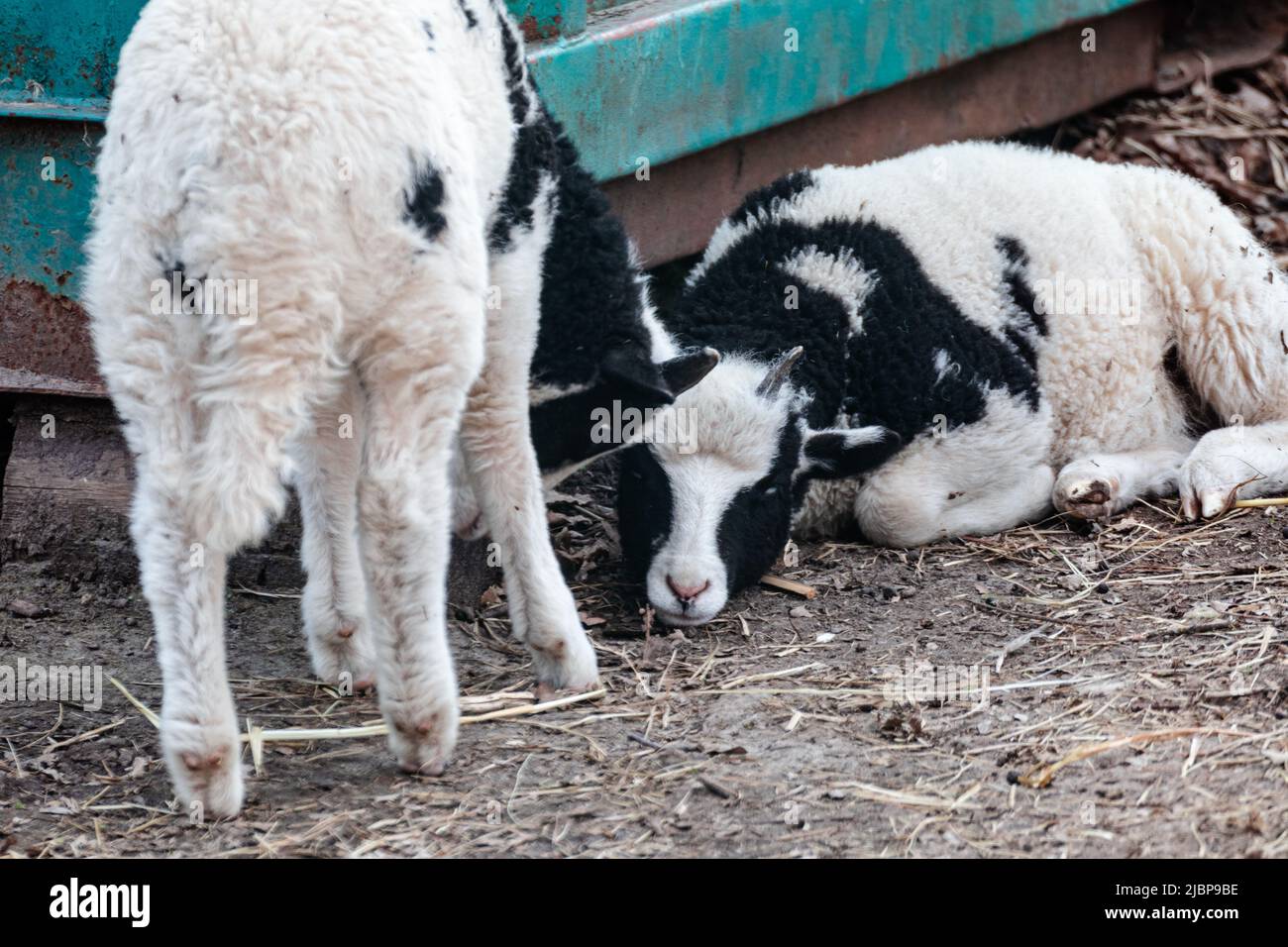 Zwei niedliche kleine Schaflämmer mit schwarzem und weißem flauschigen Fell sitzen auf dem Boden in einem Tierhof. Haustiere auf Ranch Stockfoto