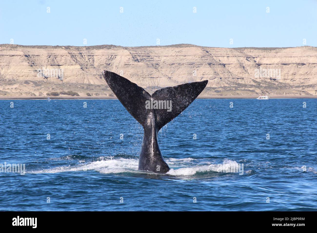 Whale tail Stockfoto