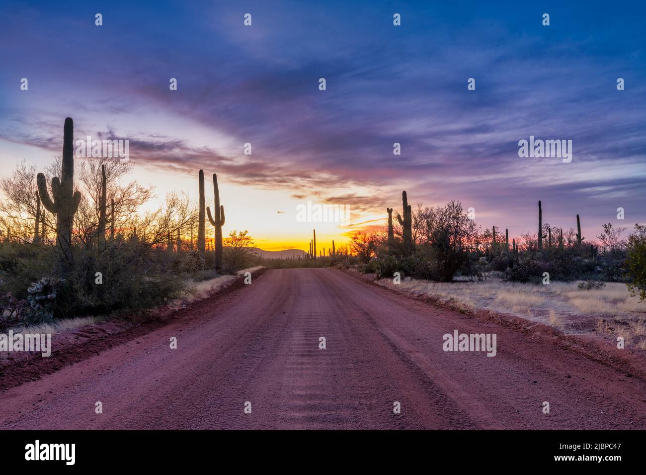 Unbefestigte Straße, die bei Sonnenuntergang durch saguaro Kakteen führt. Landschaft im Südwesten von Arizona. Stockfoto