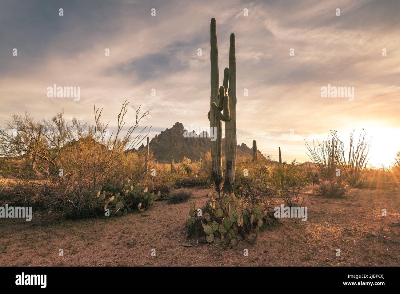 Zwei saguaro-Kakteen in der Wüste von Arizona bei Sonnenuntergang. Stockfoto