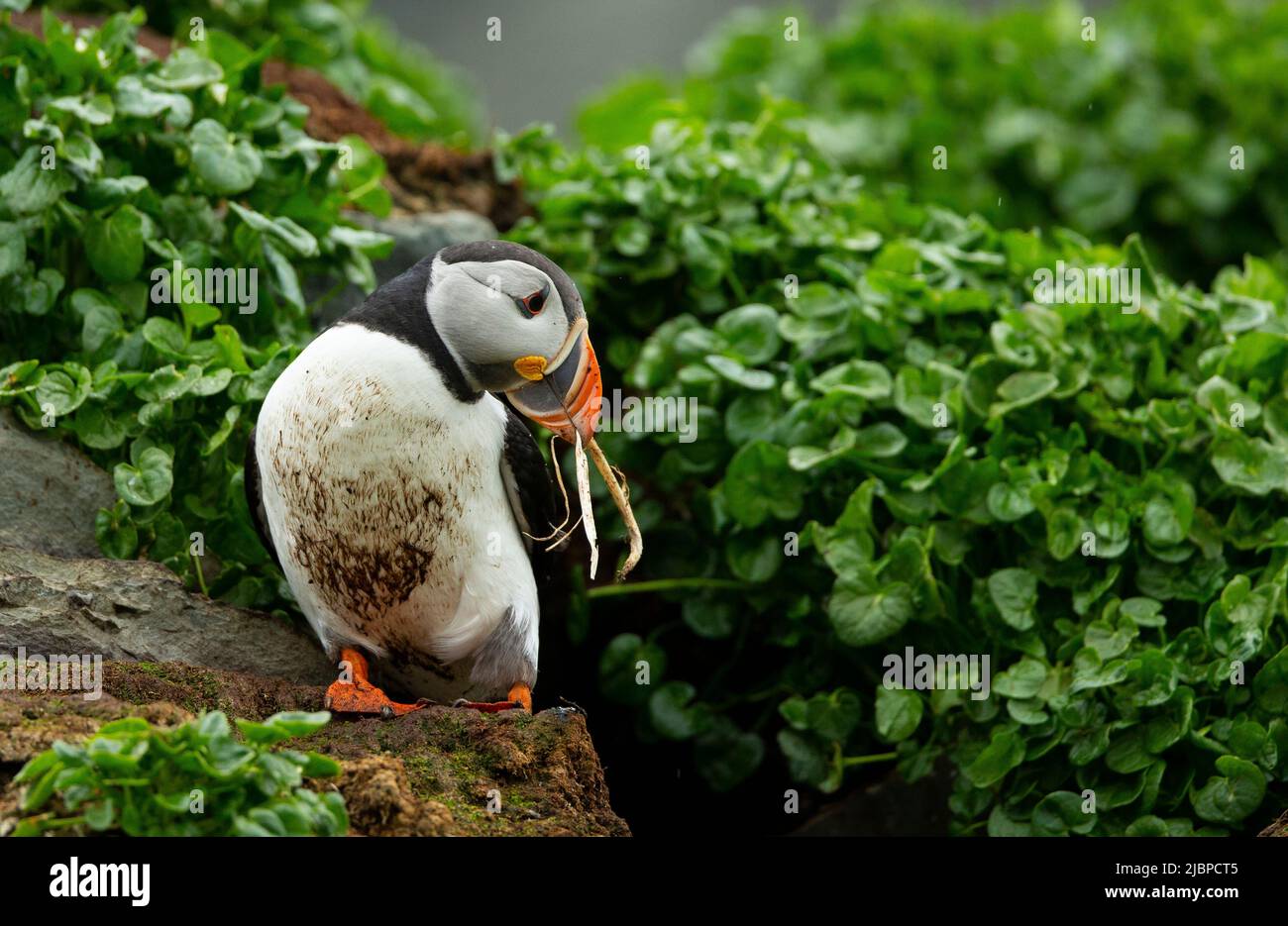 Atlantischer Papageitaucher (Fratercula arctica) inmitten von mit Algen bedeckten Felsen mit Nistmaterial im Schnabel Stockfoto