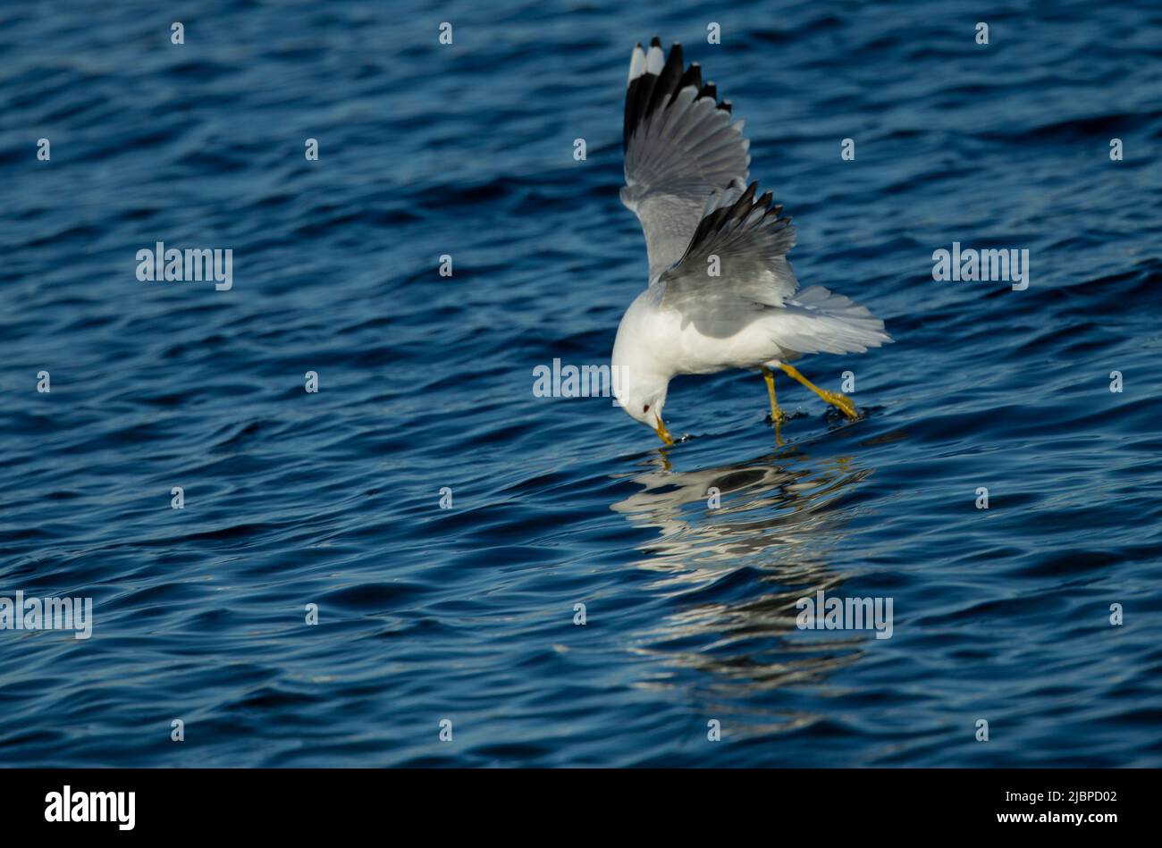 Gemeine Möwe oder Gemeine Möwe (Larus canus), die ein Ziel im Wasser anschlagen Stockfoto