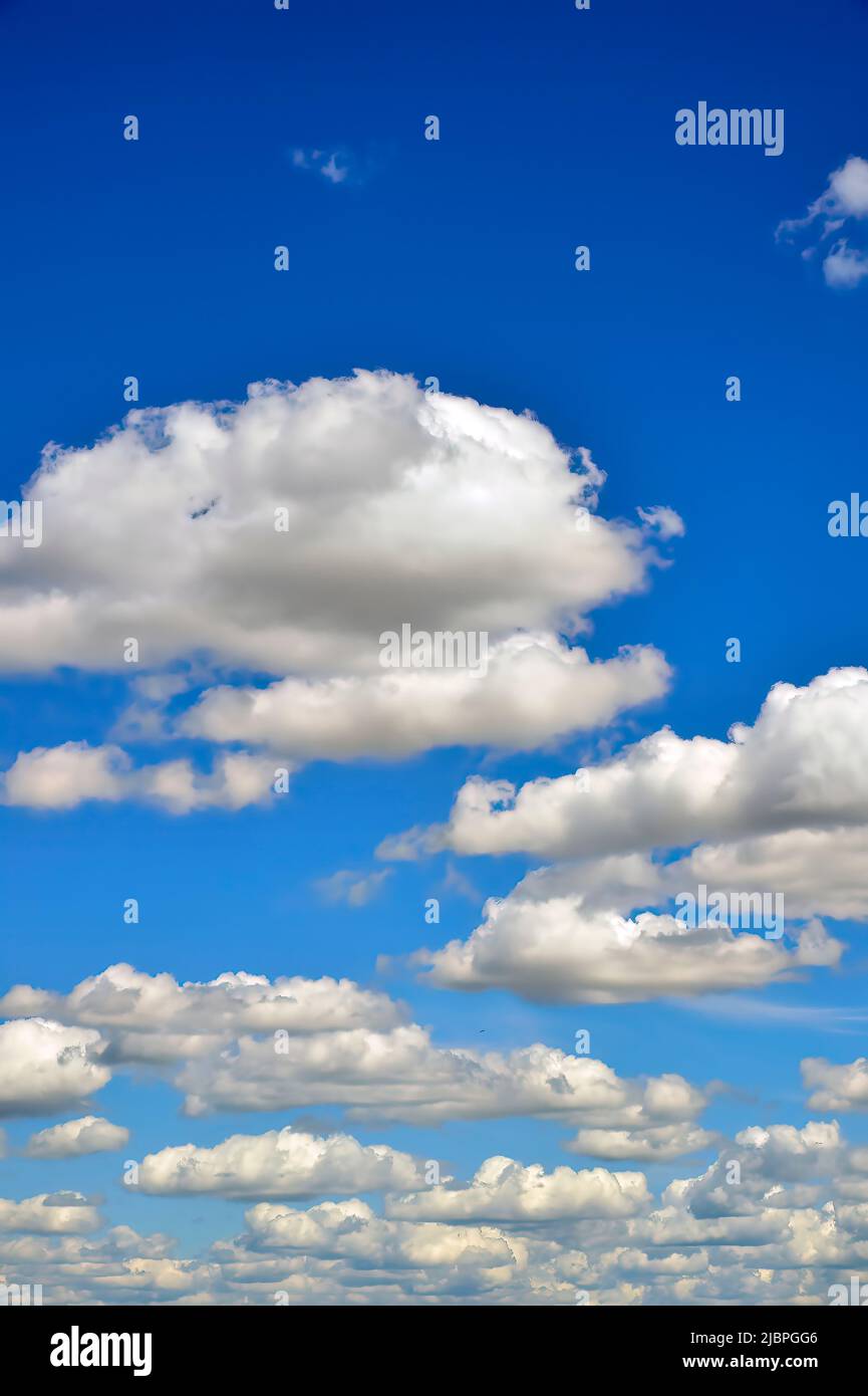 Ein vertikales Bild von weißen, flauschigen Wolken, die über einen blauen Himmel im ländlichen Alberta, Kanada, schweben. Stockfoto