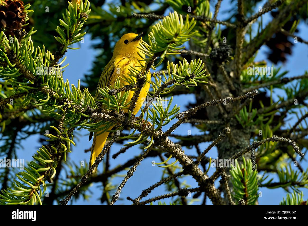 Ein leuchtend gelber Waldsänger 'Dendroica petechia' thront in einer grünen Fichte auf der Frühjahrswanderungsroute. Stockfoto