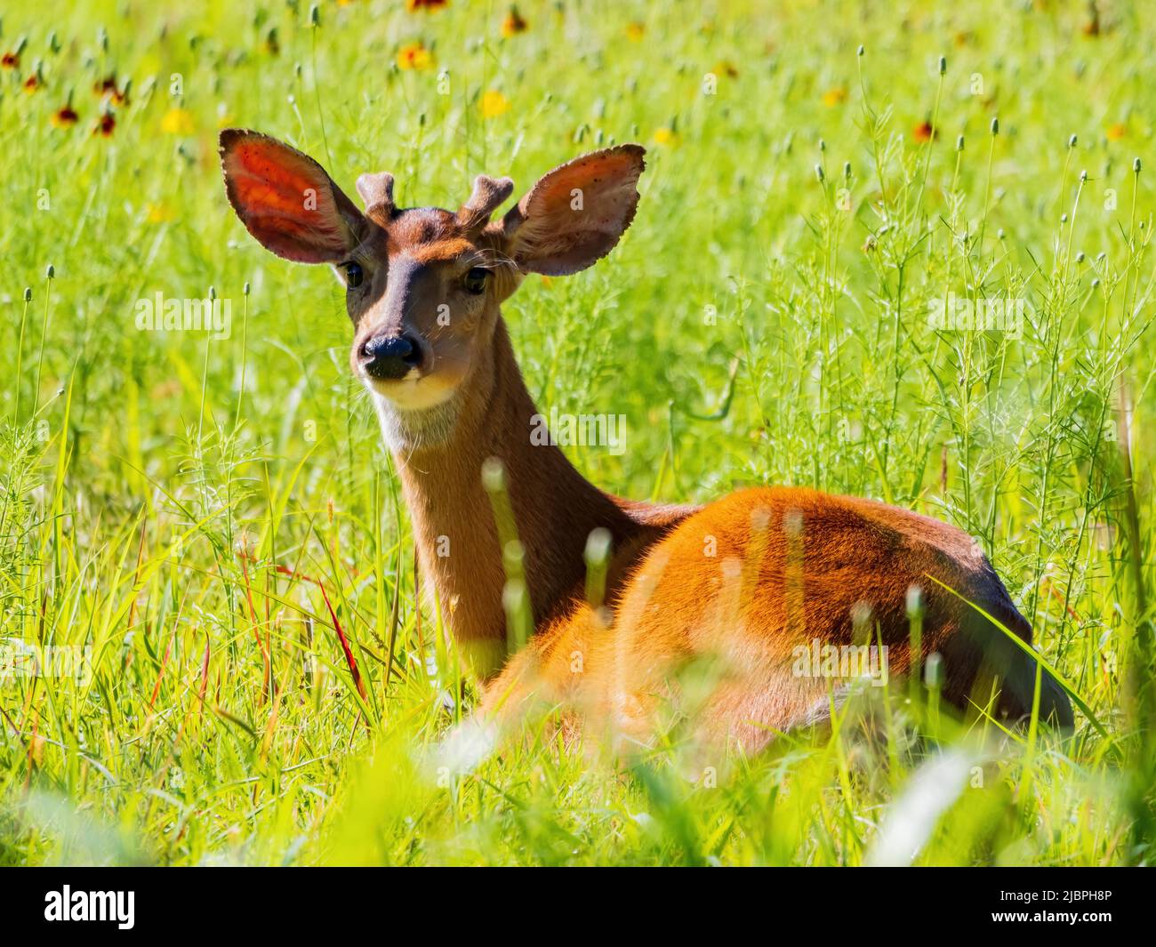 Sonniger Blick auf den Weißschwanzhirsch in Oklahoma Stockfoto