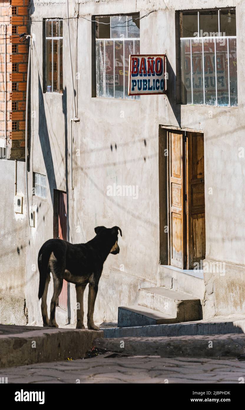 Ein Hund vor einer Tür mit einem Schild für das öffentliche Badezimmer im Hintergrund. Quime ist eine kleine Stadt in einem tiefen bewaldeten Tal, umgeben von hoher Erbse Stockfoto
