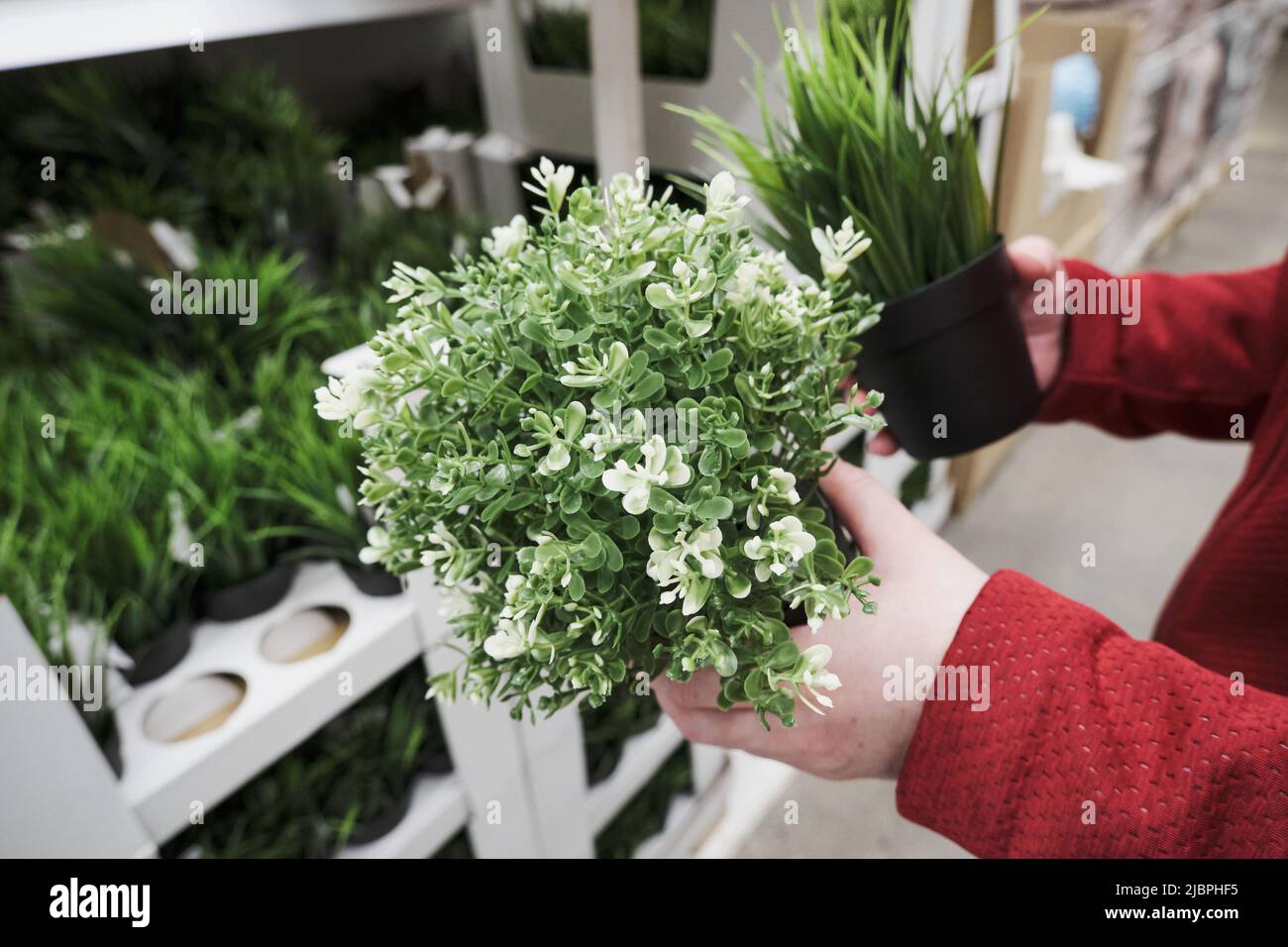 Mädchen kauft künstliche, grüne Pflanzen mit weißen Blumen in Töpfen. Nahaufnahme der Hände Stockfoto