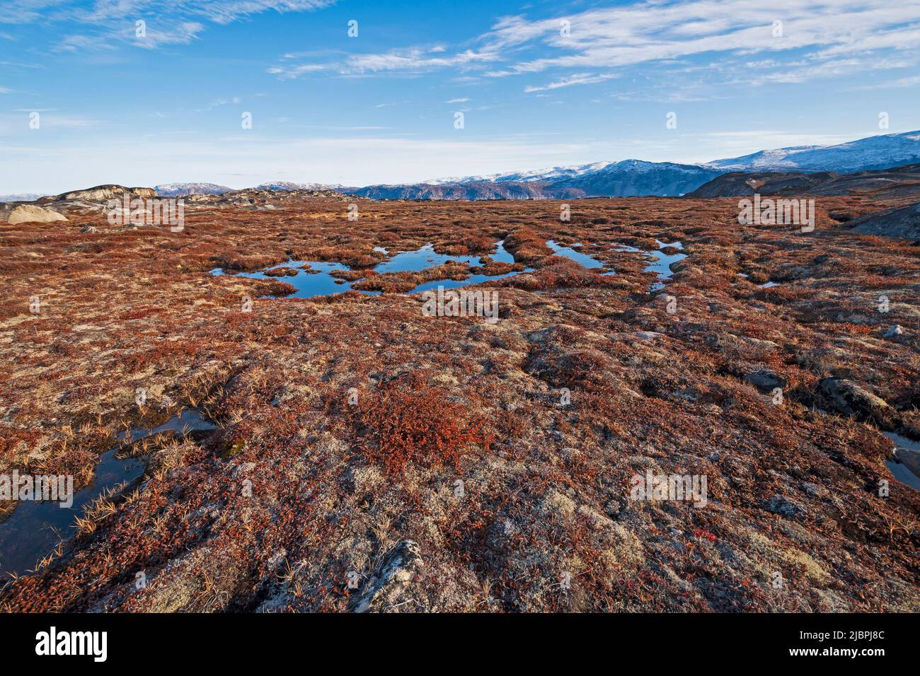 Feuchtgebiete in der hohen Arktis im Herbst in der Nähe von Eqip Sermia in Grönland Stockfoto