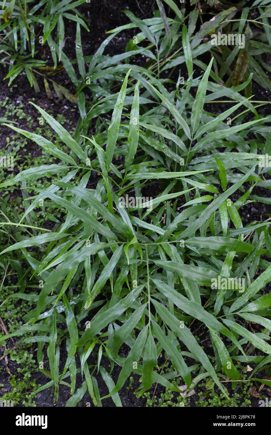 Coniogram japonica - Japanischer Bambusfarn. Stockfoto