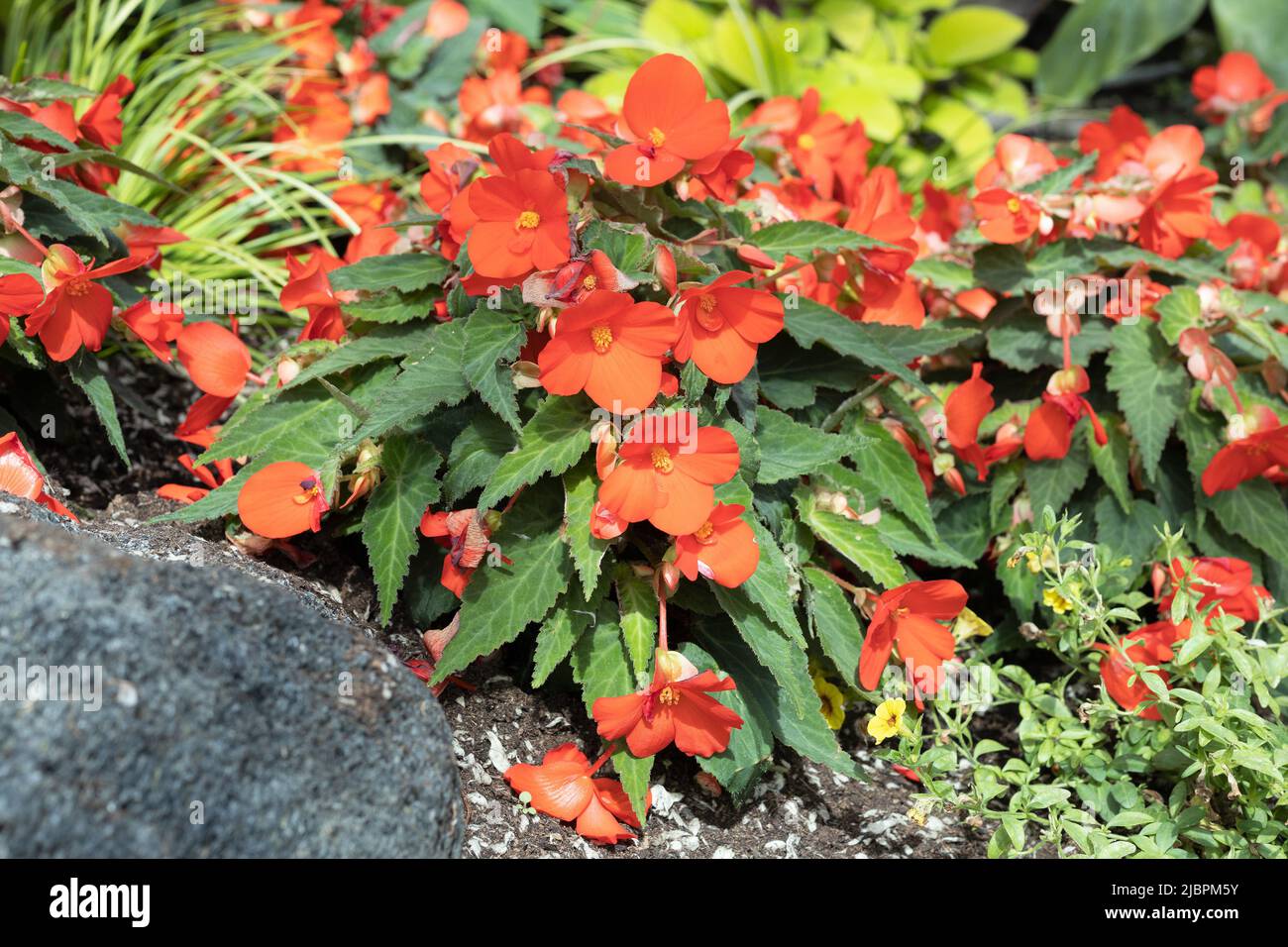 Die Begonia „Florencio Orange“ blüht. Stockfoto