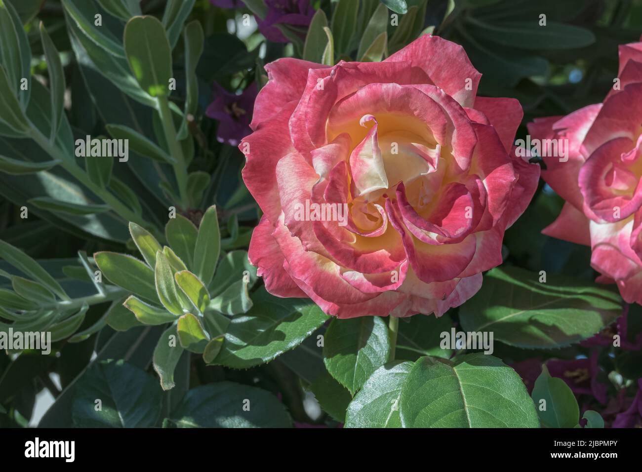 Nahaufnahme der Doppelentzückungsrose, die an sonnigen Tagen am Rosenbusch blüht Stockfoto
