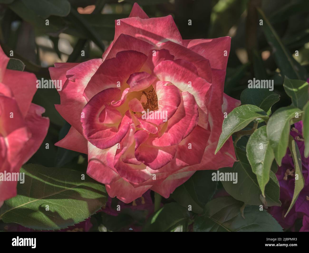 Nahaufnahme der Doppelentzückungsrose, die an sonnigen Sommertagen in spanien am Rosenbusch blüht Stockfoto