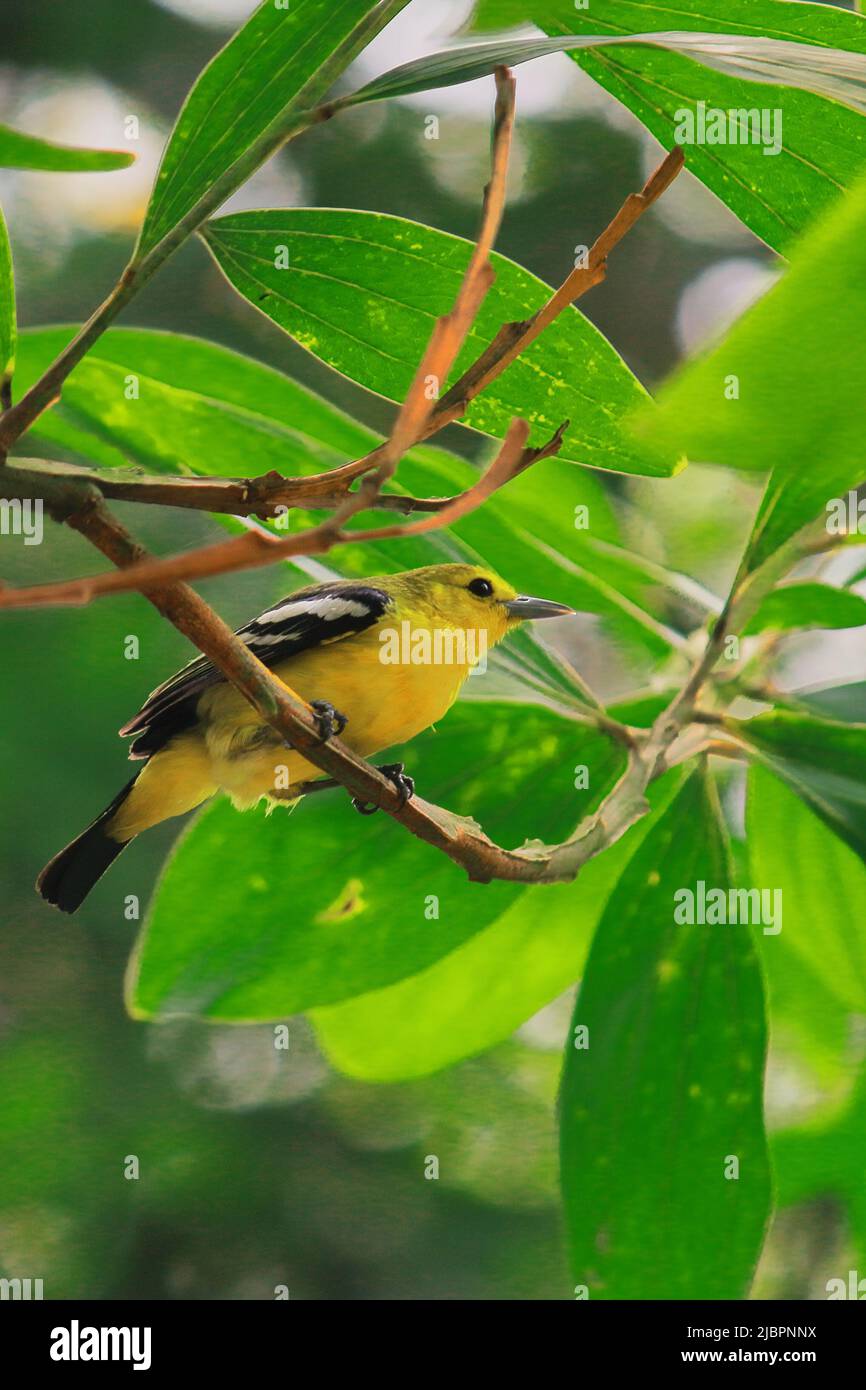 Eine wunderschöne männliche gewöhnliche Iora (aegithina tiphia) steht im Sommer auf einem Baumzweig im indischen Regenwald Stockfoto