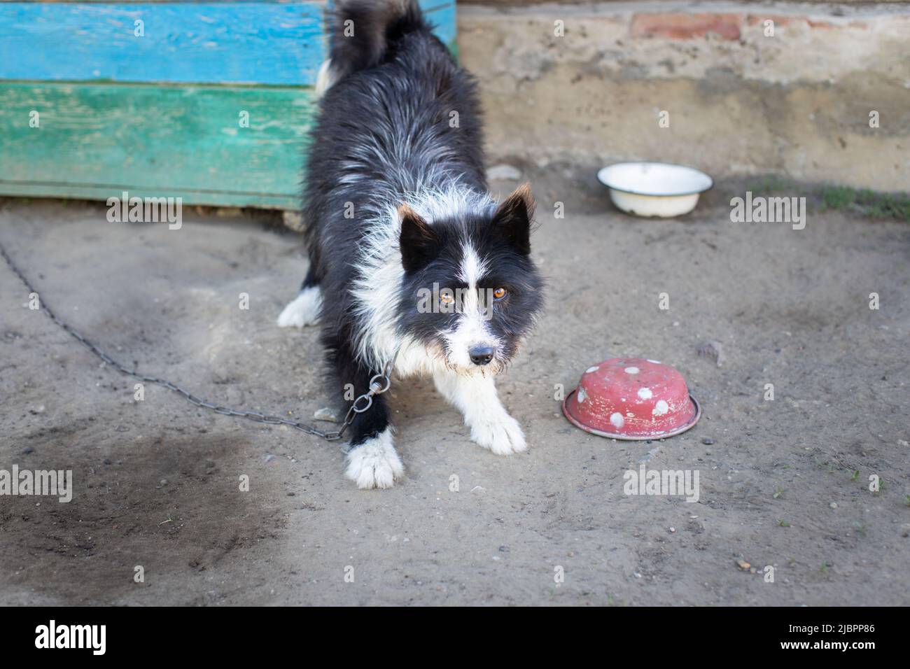 Verspielter Hund an einer Kette im Hof. Vorderansicht. Stockfoto