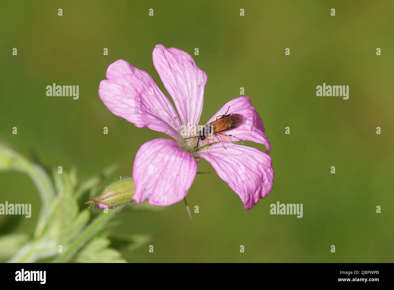 Orangefarbene Sägeblattfliege mit einem schwarzen Kopf Athalia. Familie Gemeine Sägeblattfliegen (Tenthredinidae). Auf einer rosa Blume von Geranium endressii. Familie Geraniaceae. Mai, Stockfoto