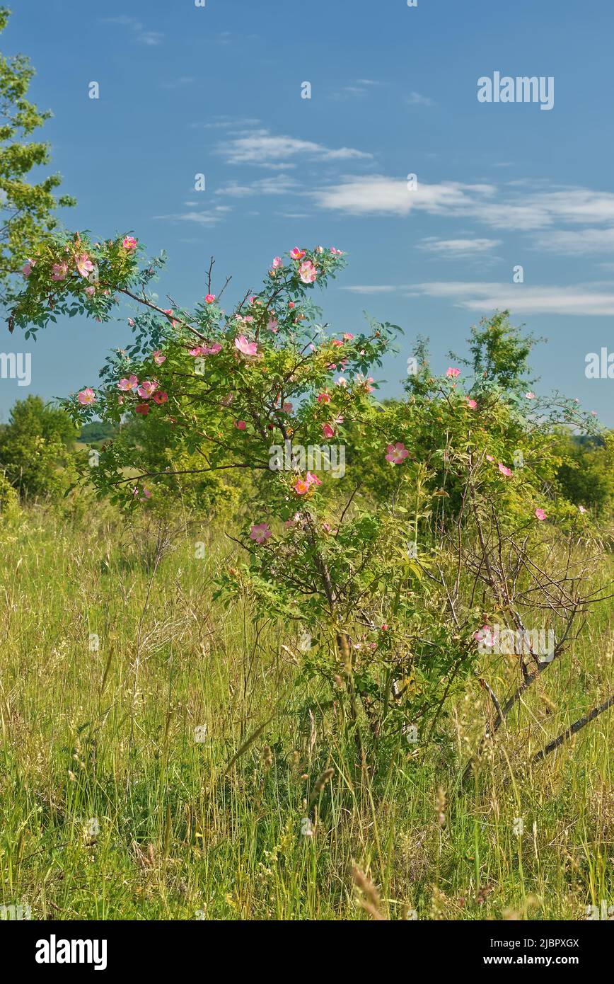 Blühender Busch der Rosa canina, Hunderosenbusch auf einer Wiese. Hochformat, keine Personen. Stockfoto