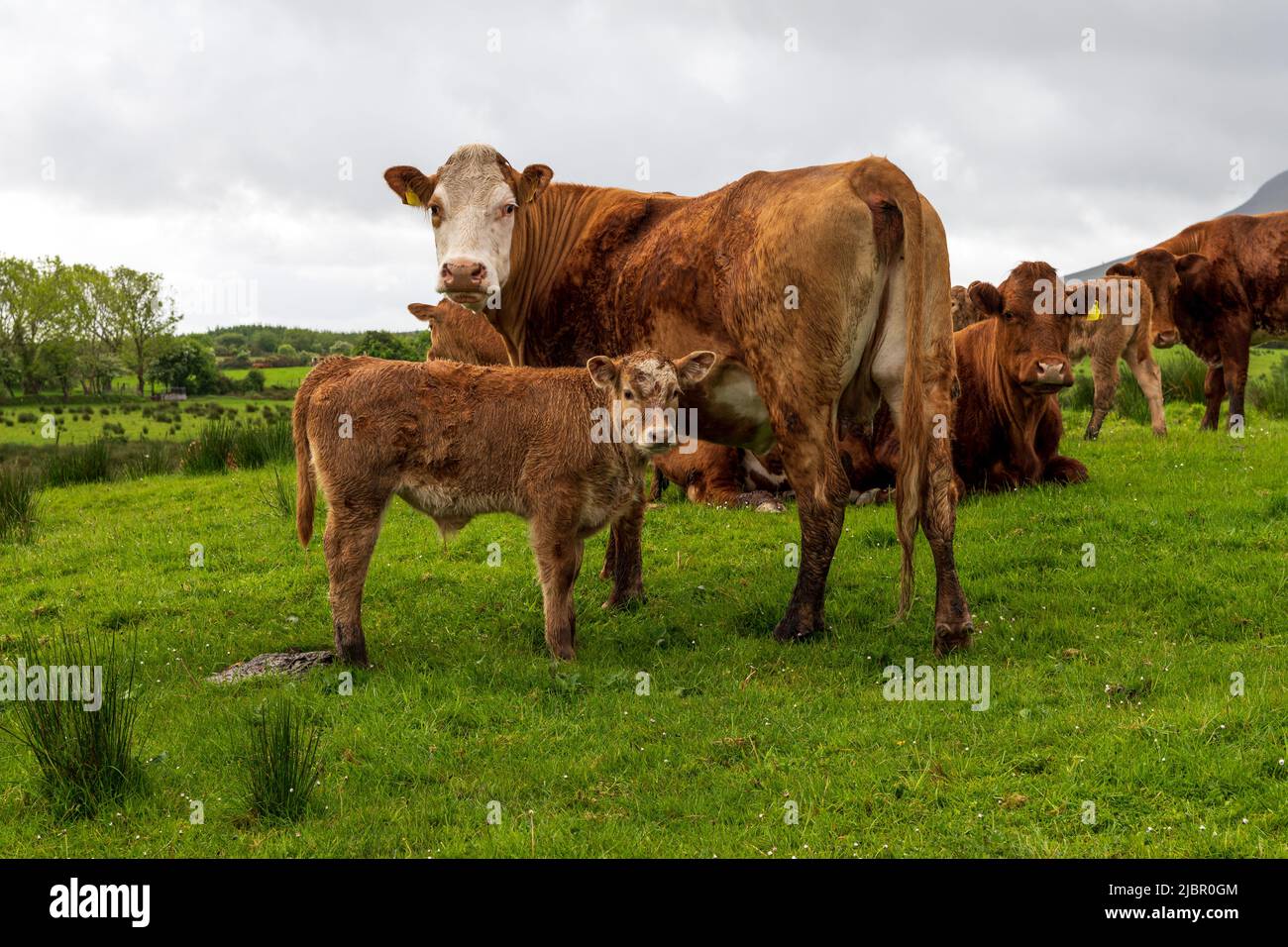 Grüne Weide mit Rinderherde. Kleiner Bulle mit Mutter im Zentrum Stockfoto