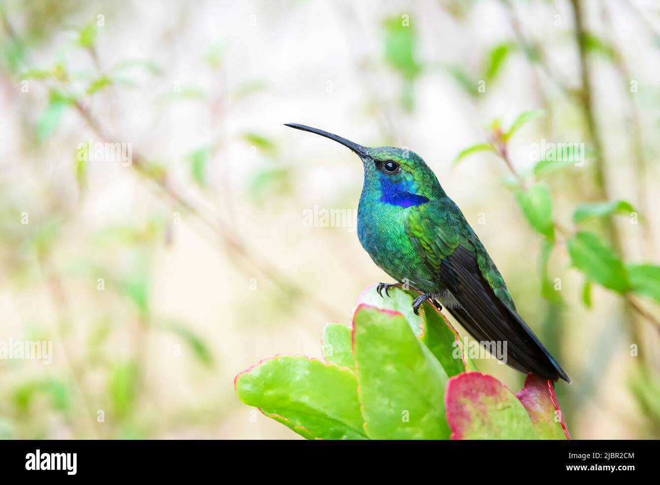 Green Violetear (Colibri thalassinus) Porträt, auf einer Pflanze, San Gerardo de Dota, Costa Rica. Stockfoto