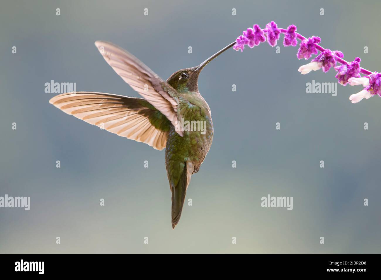 Prachtvoller Kolibri (Eugenes fulgens), der während der Nektarfütterung auf der Blüte schwebt, San Gerardo de Dota, Costa Rica. Stockfoto