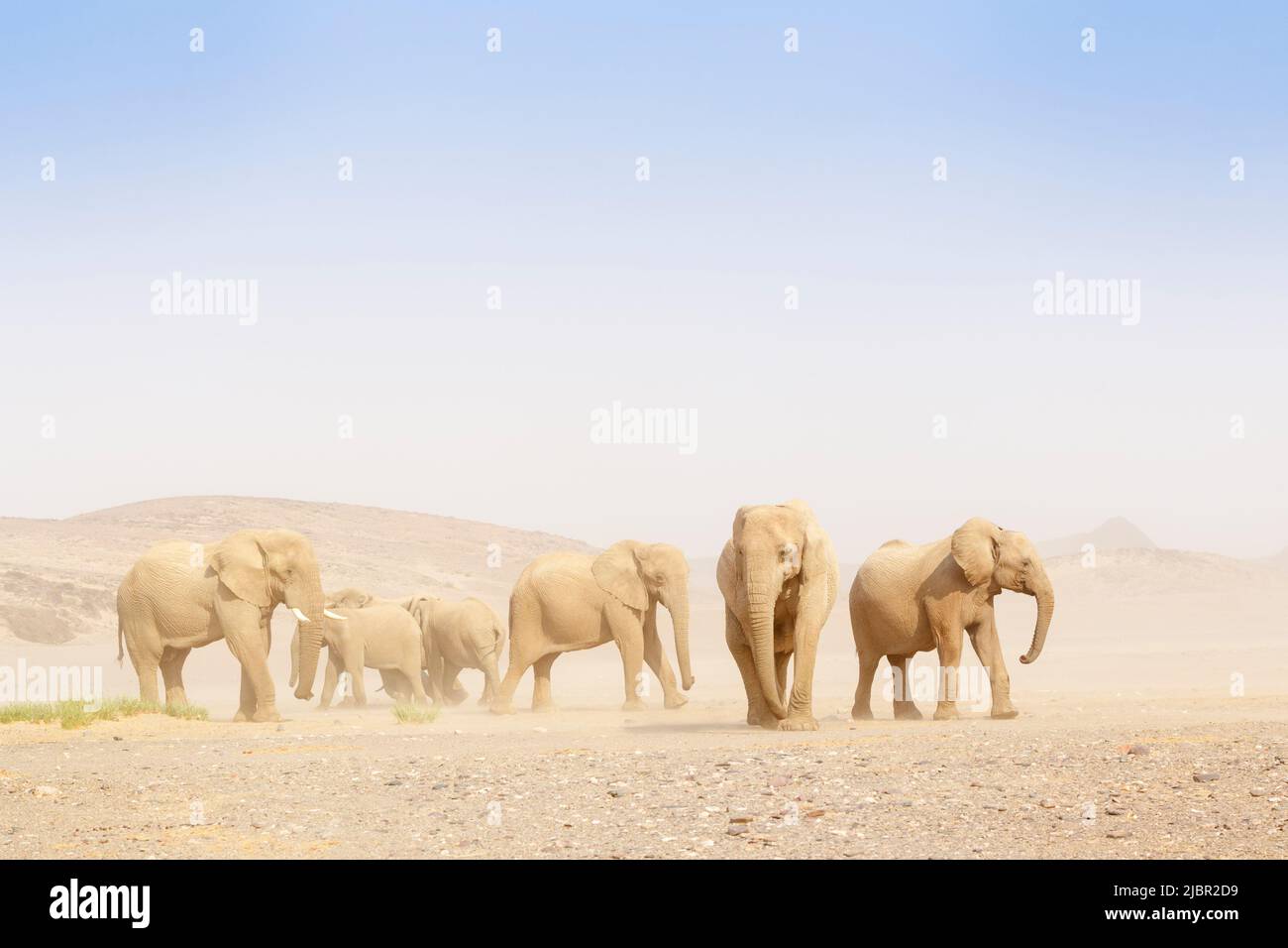 Afrikanischer Elefant (Loxodonta africana), an die Wüste angepasste Elefantenherde in der Wüste, Hoanib-Wüste, Kaokoland, Namibia. Stockfoto