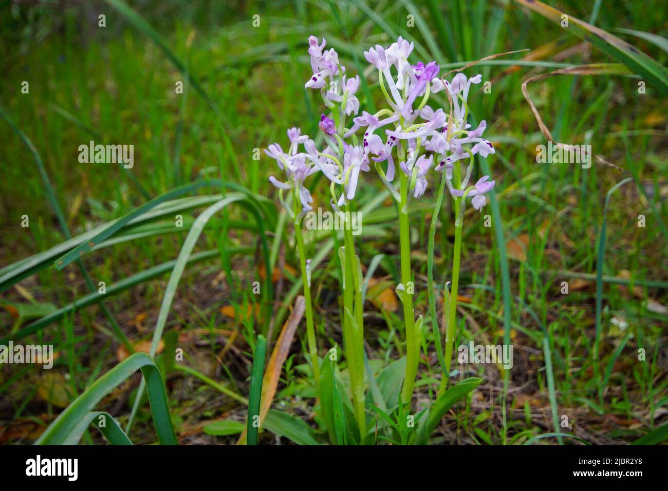 Gruppe blühender, grün geflügelter Orchideen (Anacamptis morio ssp. Champagneuxii), Frühling auf Mallorca, Spanien Stockfoto