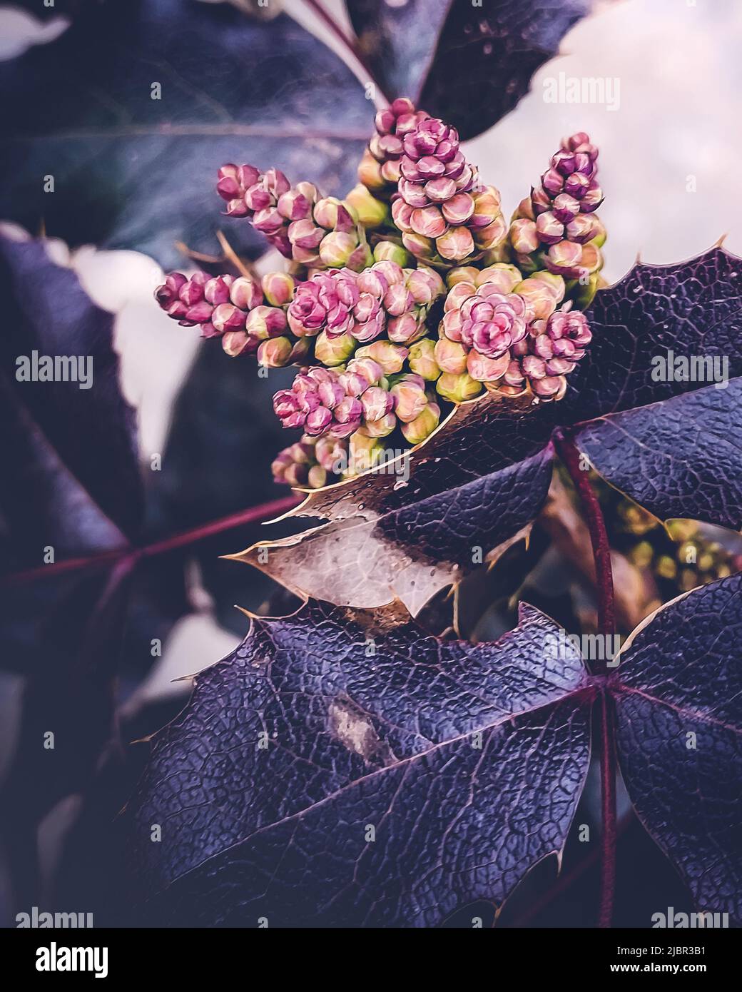 mahonia. Dunkles Foto. Makrofoto Stockfoto