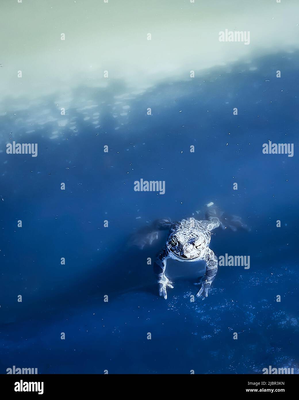 Ein Frosch in einem Teich, Fluss, Sumpf. Foto Stockfoto