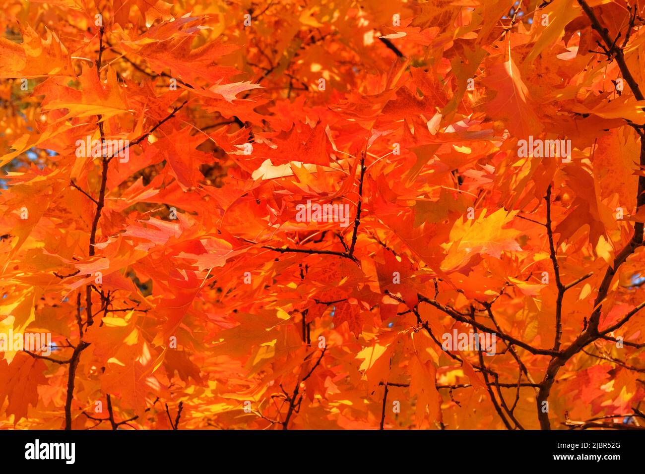 Orangefarbenes Eichenlaub. Der Herbst geht auf die Sonne. Im Freien. Stadt Herbst Park in der Stadt. Stockfoto