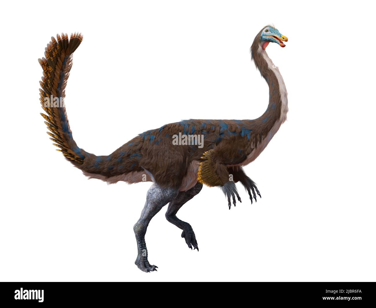 Gallimimus, gefiederter Theropoddinosaurier, der während der späten Kreidezeit lebte, isoliert auf weißem Hintergrund Stockfoto