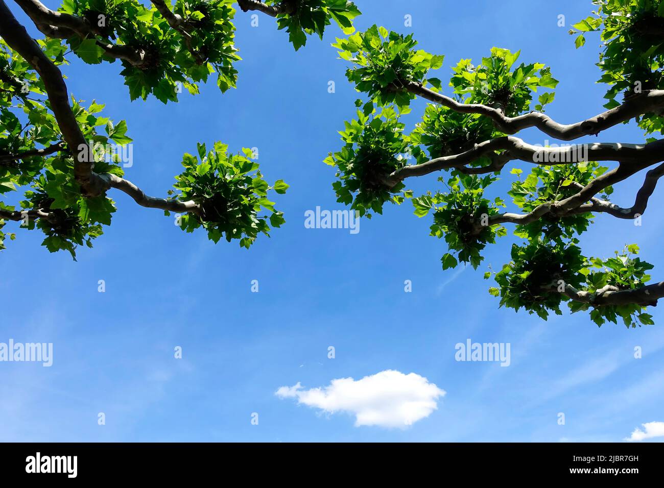 Baum Platanus im Frühjahr Stockfoto