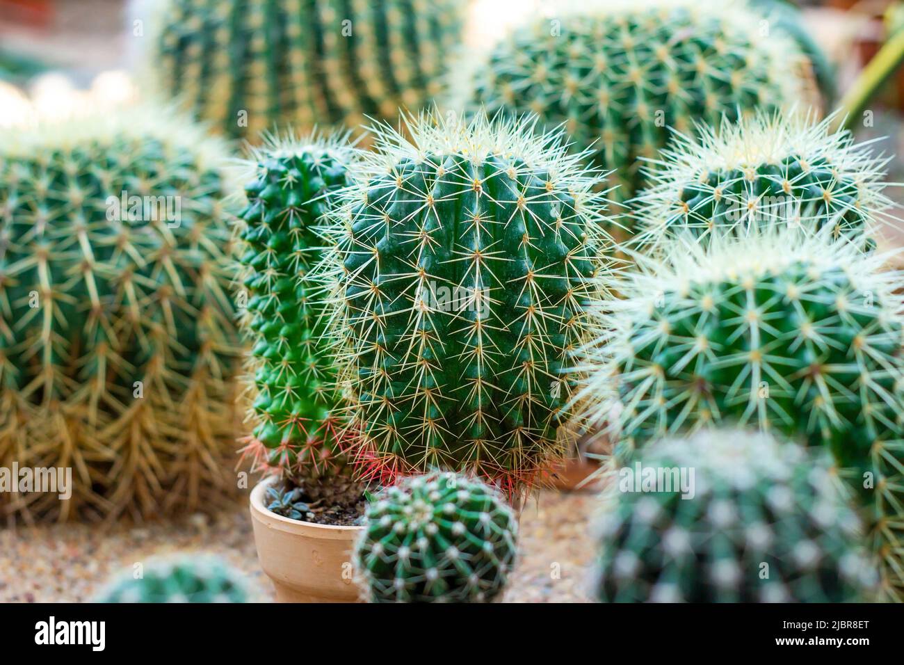 Viele verschiedene grüne runde dornige Kaktuspflanzen mit Nadeln im Garten. Stockfoto