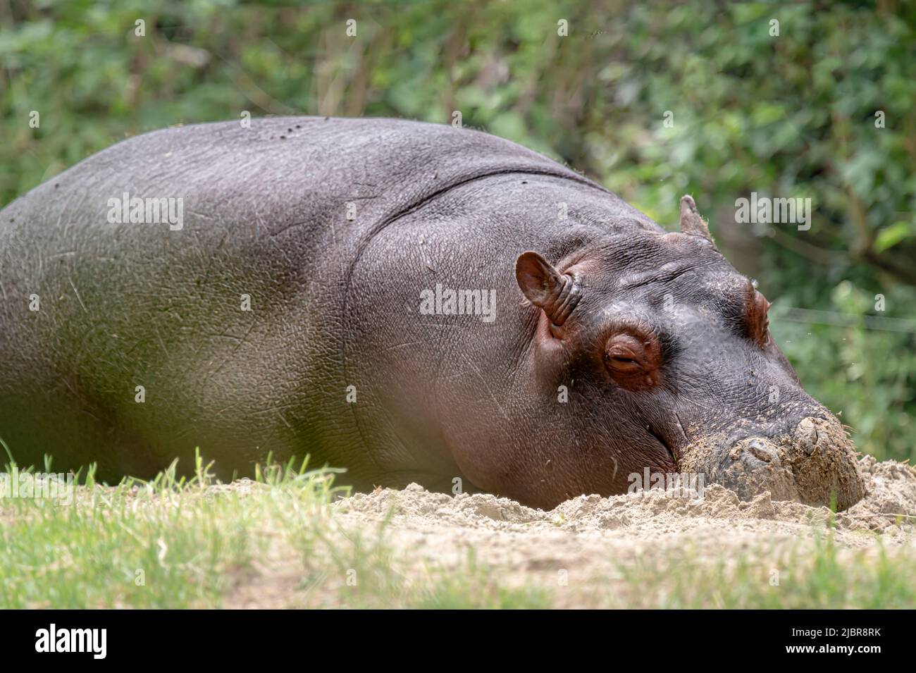 Nilpferd auf dem Boden. Porträt eines Schlafigen jungen Flusspferd amphibisch. Hippo. Gewöhnlicher Nilpferd. Flusspferd. Entspannung. Stockfoto