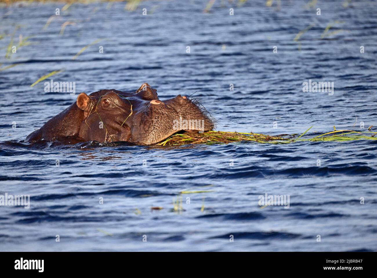 Hippopotamus, der Vegetation im Chobe River Botswana frisst Stockfoto