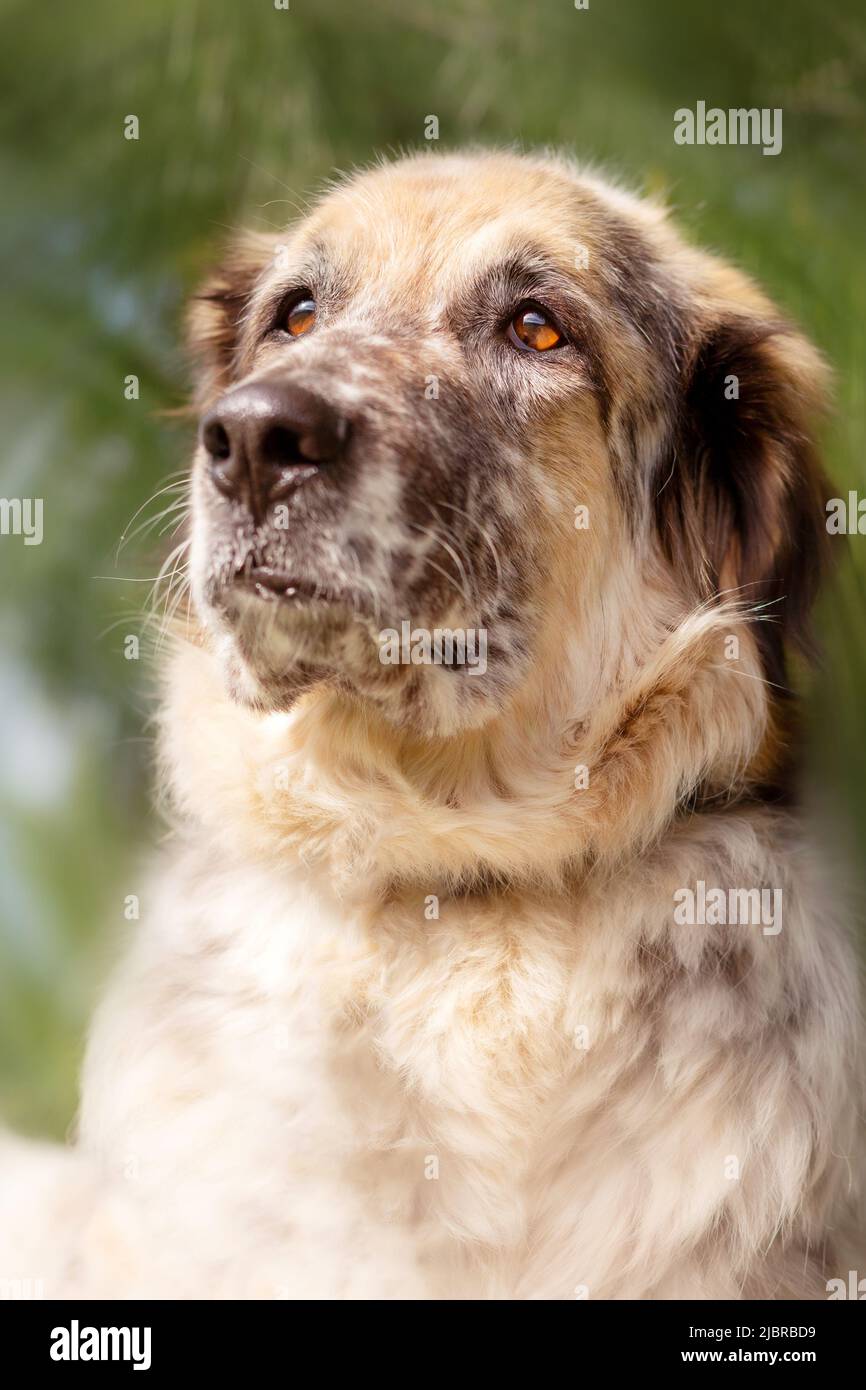 Große flauschige Mischlingshund Porträt close-up, Kiefer Hintergrund Stockfoto