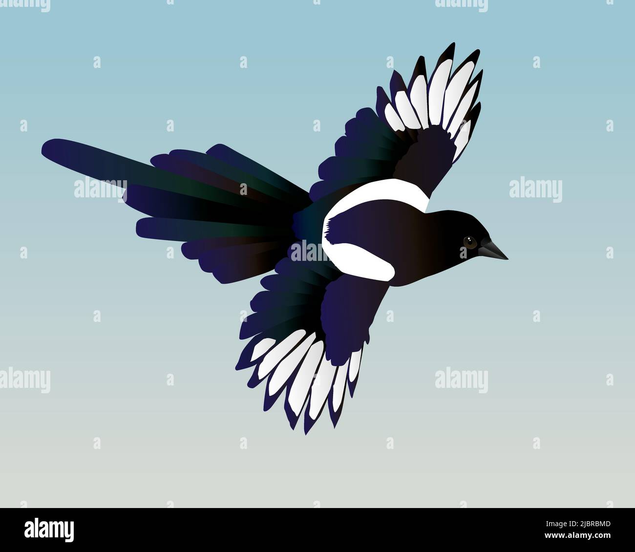 Eine Vektordarstellung einer fliegenden Elster. Sie sehen den Vogel von einer Seite. Beide Flügel sind ausgebreitet. Der Hintergrund ist ein blassblauer Farbverlauf. Stock Vektor