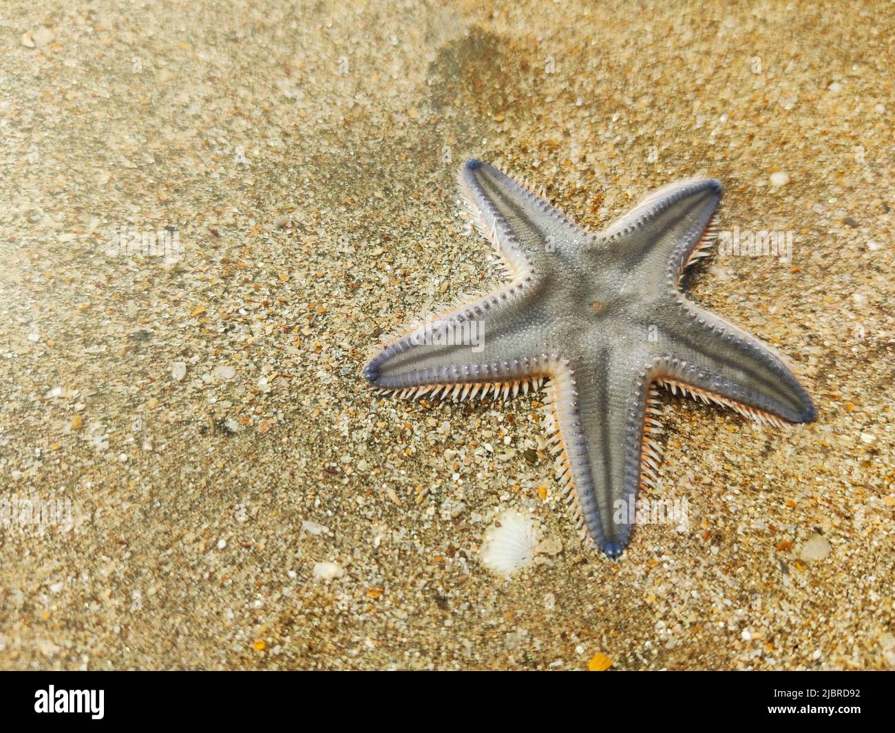 Sea Star, Astropecten Bispinosus, Tarkarli Beach, Malvan, Maharashtra, Indien Stockfoto