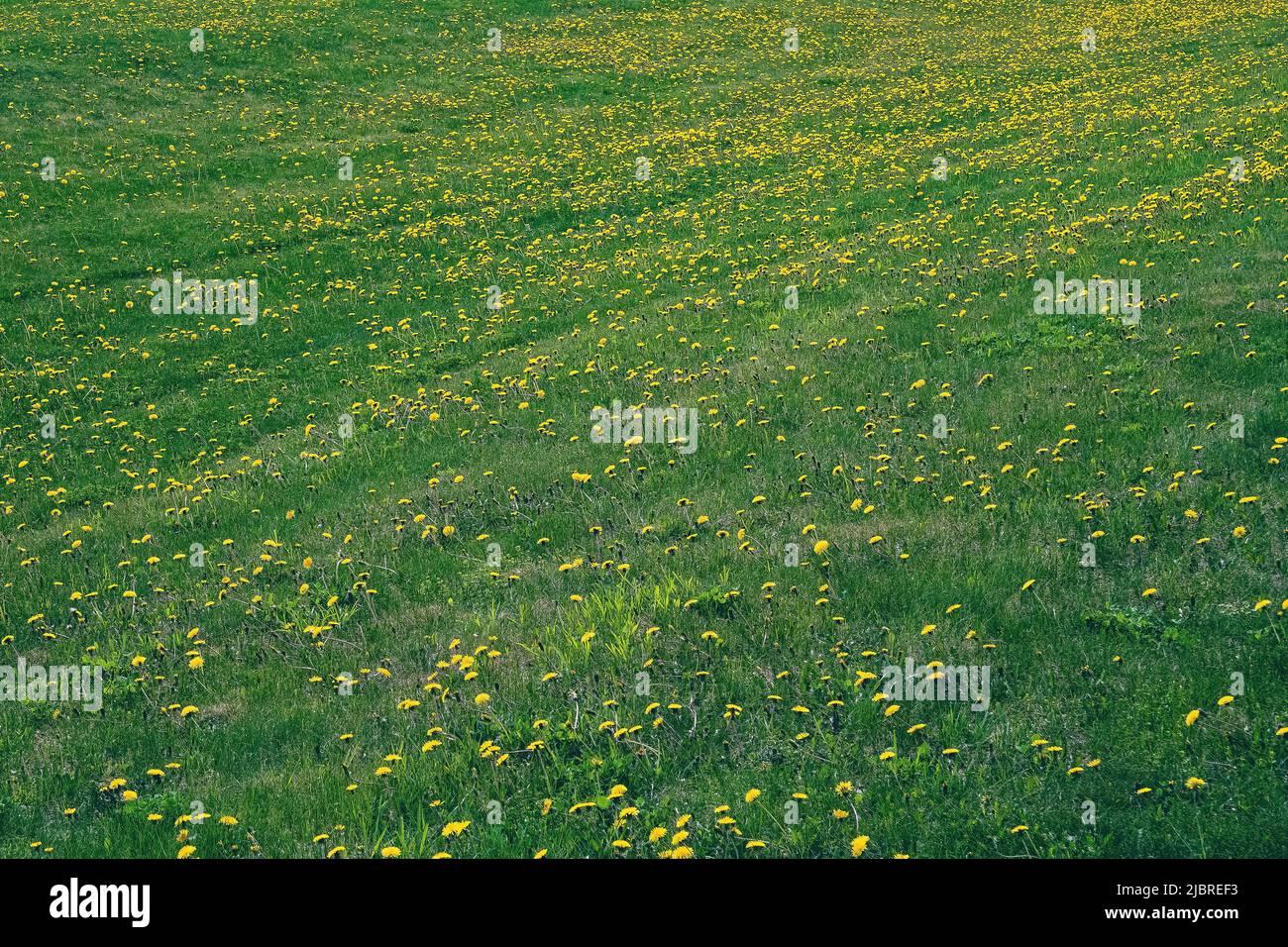 Riesiger Rasen, der im Frühsommer mit Dandelionen bedeckt ist Stockfoto