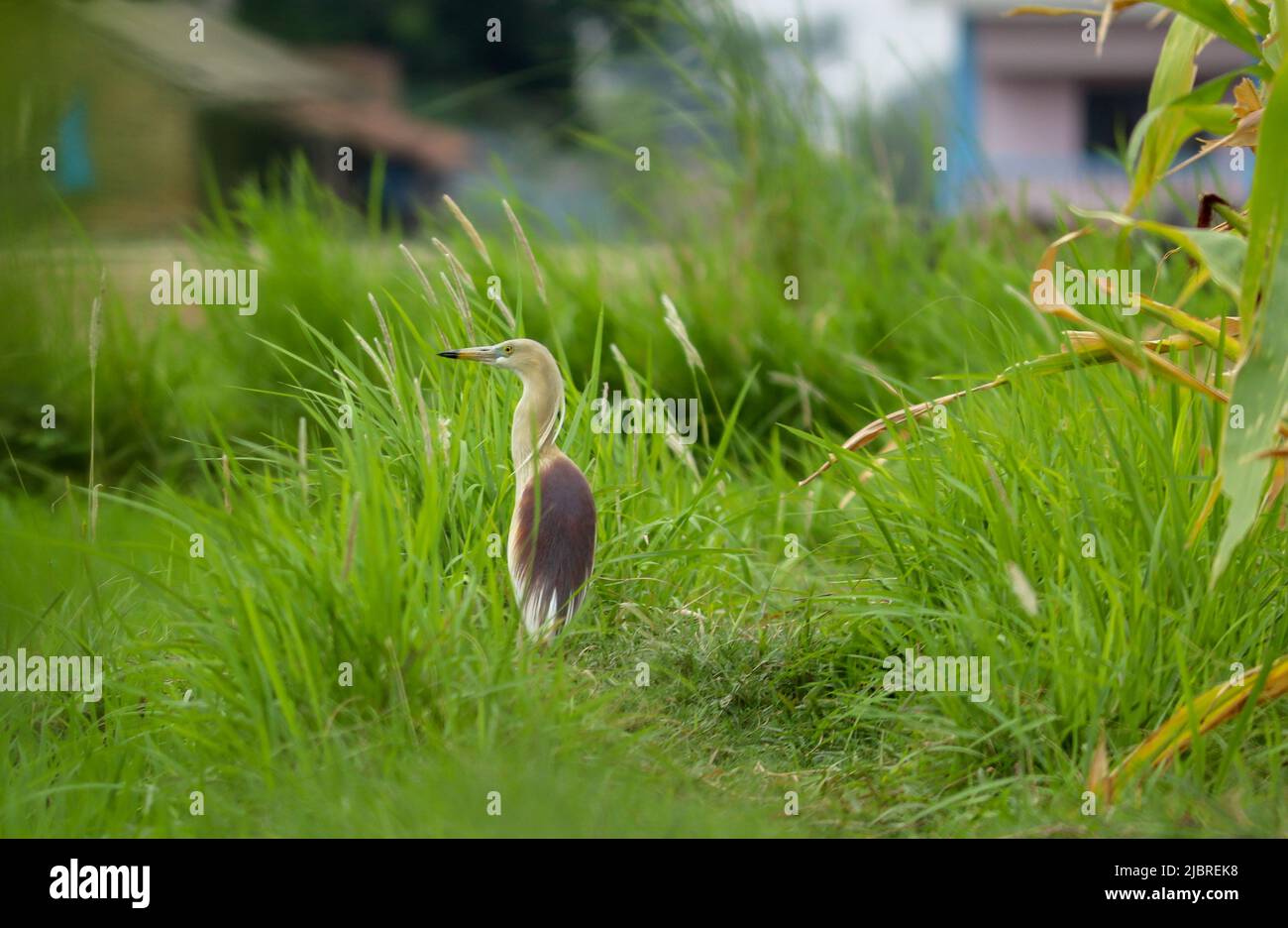 Squacco Reiher mit seiner Seitenoptik auf dem Feld. Stockfoto