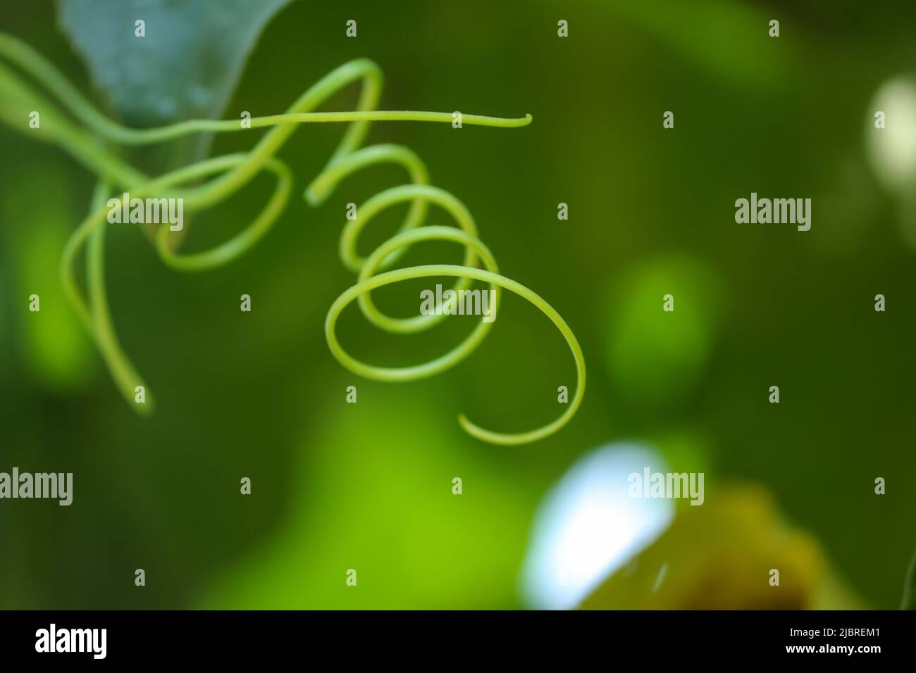 Wickeln Spiralunterstützender Teil, Ranke der Gurkenpflanze. Stockfoto