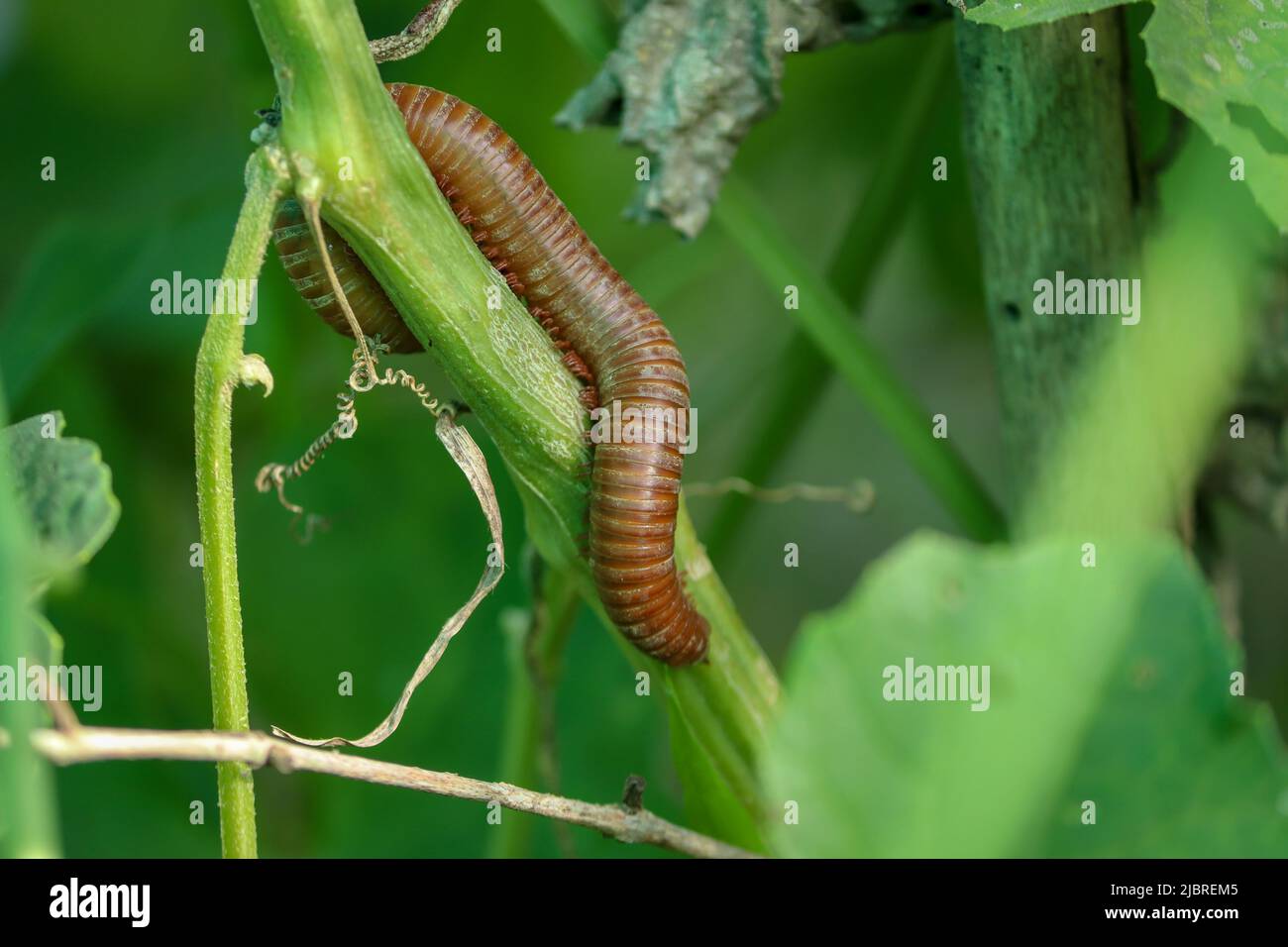 Tausendfüßler in der Gurkenpflanze im Garten bewegen. Stockfoto