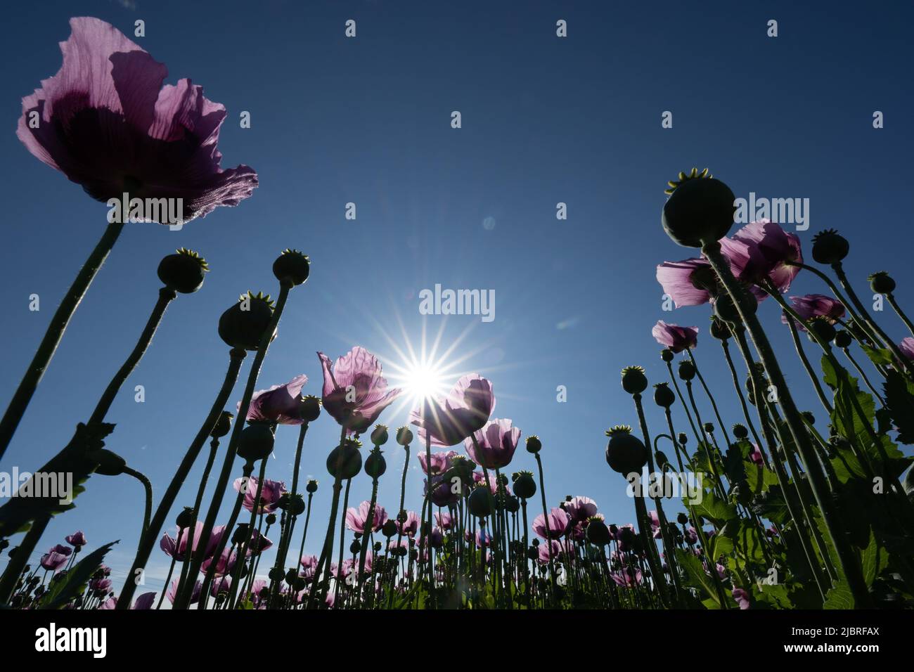 08. Juni 2022, Sachsen, Großröhrsdorf: Wintermohn-Sorte 'Zeno Morphex ...
