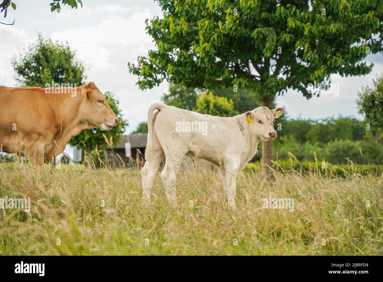 Junge Kuh grast grünes Gras Feld, mit erwachsenen Kuh daneben, Limburg, Niederlande. Stockfoto
