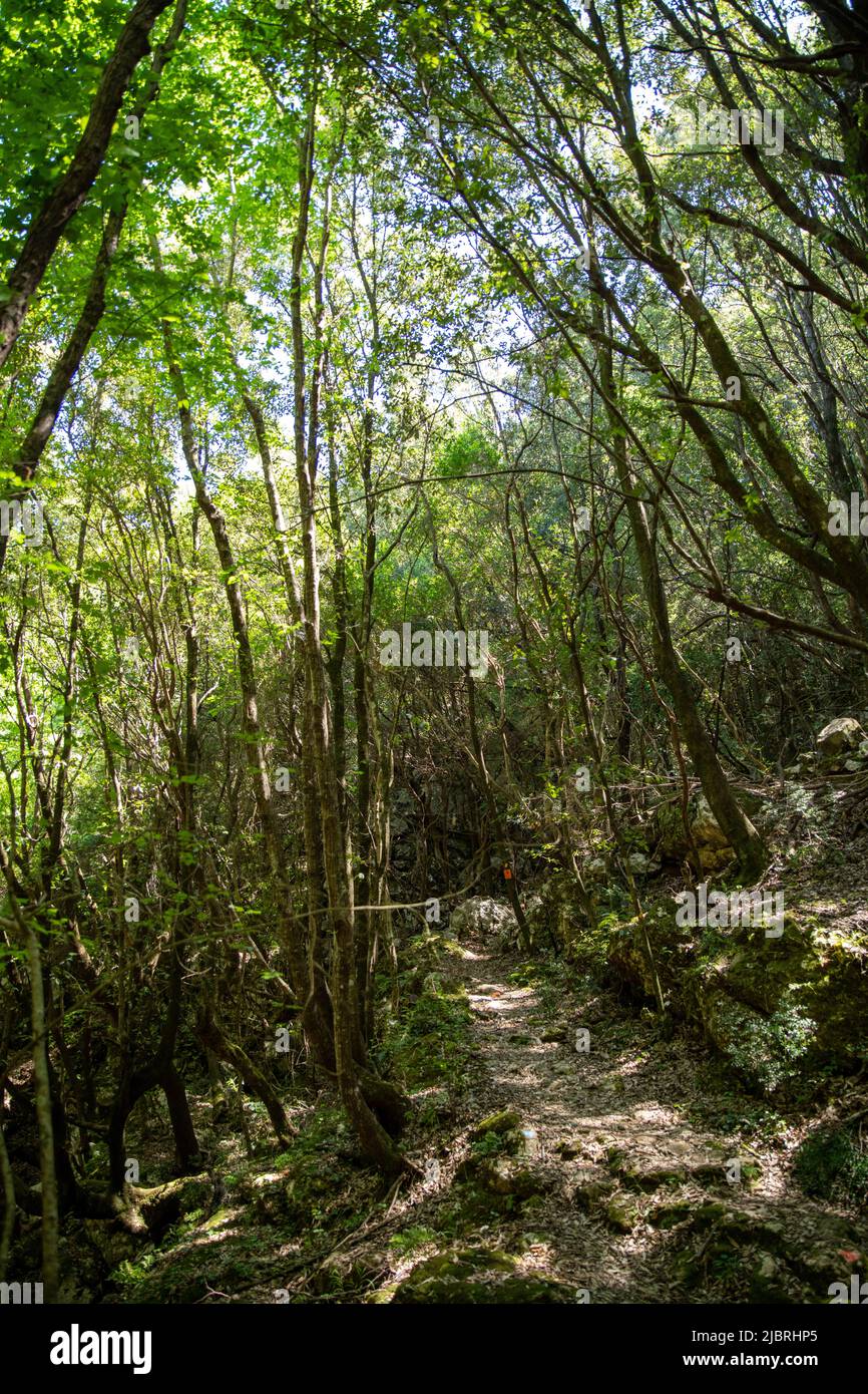 Eichenwald in Korfu Griechenland. Teil des Corfu-Weges. Stockfoto