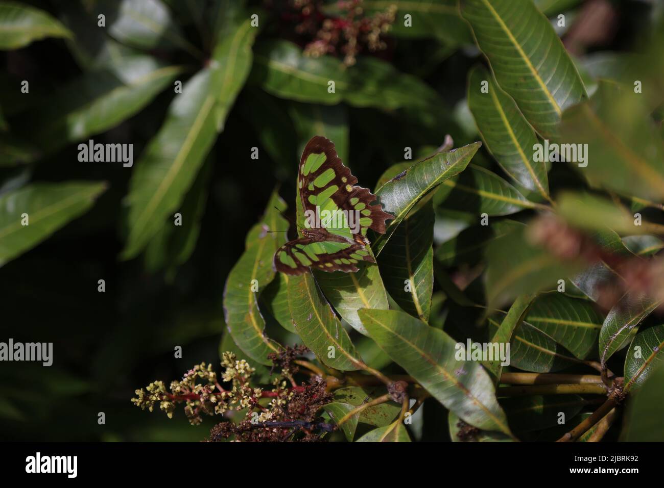 Schmetterling Siproeta Stelenes auf dem Berg Gran Piedra, Kuba Stockfoto