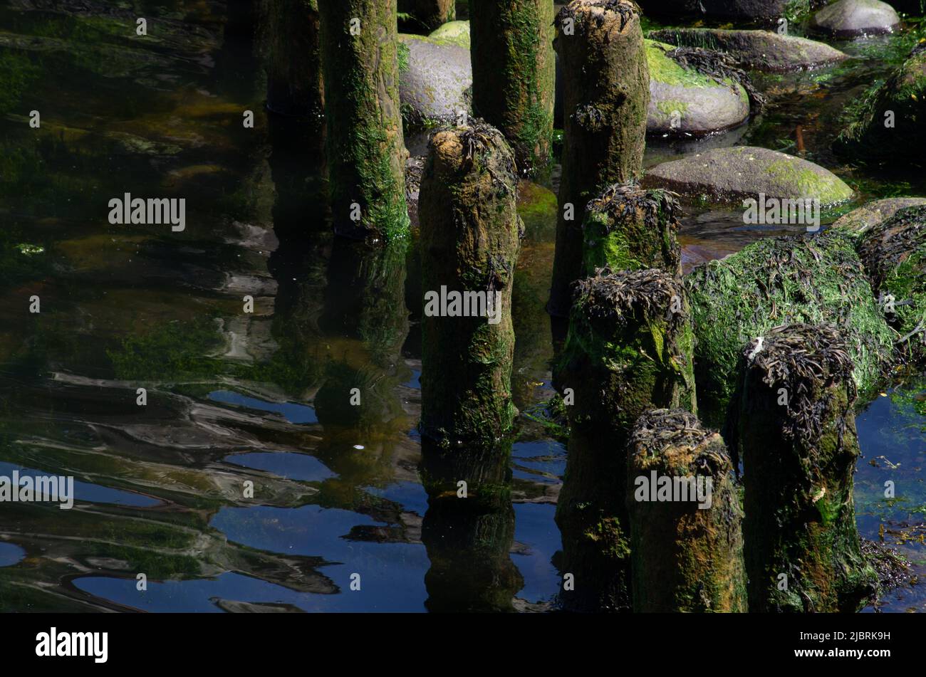 Holzstangen ragen am Rand des Girvan Harbour aus dem Wasser Stockfoto