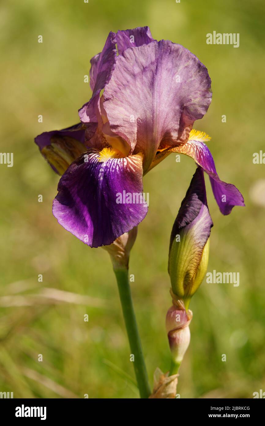 Blume der Iris (Iris Germanica, Hybrid Barbata - Elatior) in voller Blüte im Mai, in einem Garten. Stockfoto